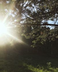 Sunlight streaming through trees in forest on sunny day