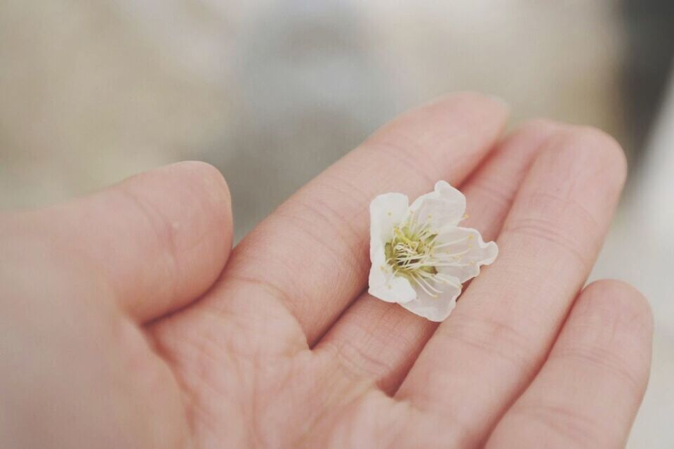 person, flower, holding, human finger, part of, fragility, close-up, cropped, petal, freshness, focus on foreground, flower head, white color, unrecognizable person, nature, beauty in nature, selective focus