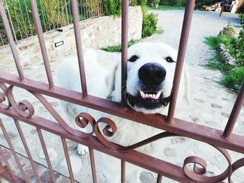 High angle view of dog seen through railing