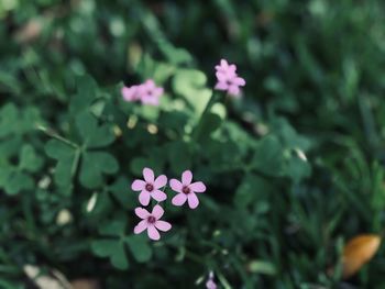 Close-up of pink flowering plant