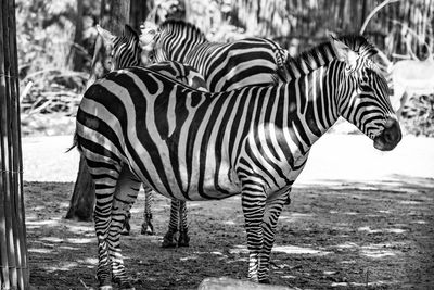 Zebra standing on a field