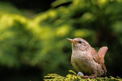 Close-up of sparrow perching on plant