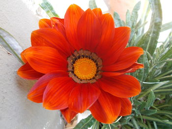 Close-up of red flower