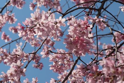 Pink cherry blossom againts blue sky