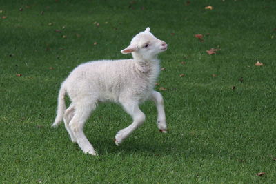 View of a sheep on grass