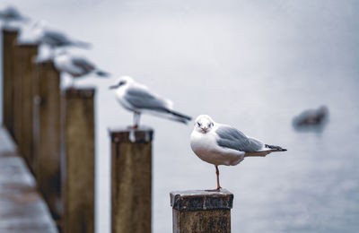 Seagull perching on wooden post