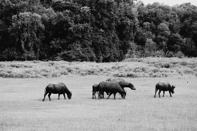 Horses in a field