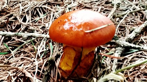 Close-up of mushroom growing on field