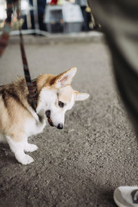 High angle view of a dog on street