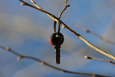 Low angle view of heart shape hanging on branch