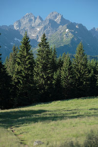 Trees and mountains against clear sky