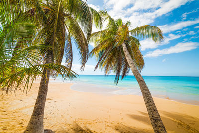 Palm trees on beach against sky