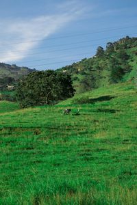 Scenic view of grassy field against sky