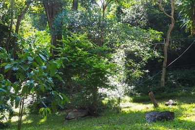 Trees in forest