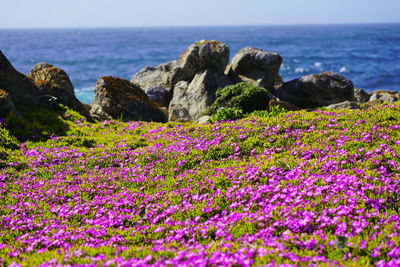 Purple flowers on rock by sea against sky