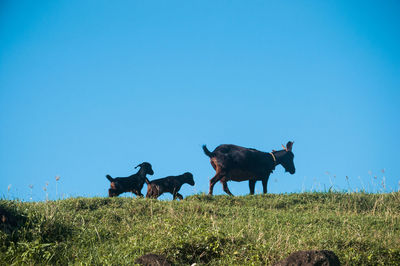 Goats on field against clear blue sky