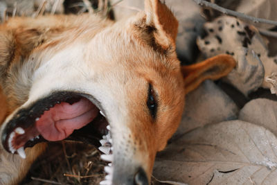 Close-up of a dog