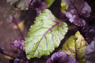 Lettuce leaf on organic farm