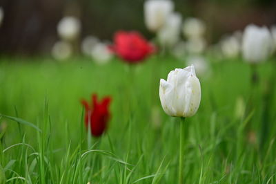 Close-up of purple crocus flowers on field