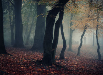 Trees in forest during autumn