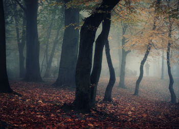 Fallen autumn leaves on footpath in park