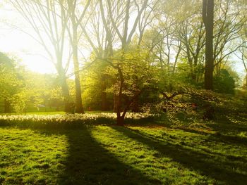 Footpath amidst trees in park