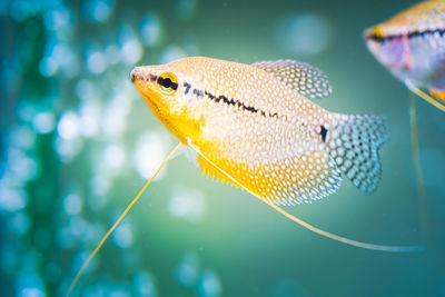 Close-up of fish swimming in sea