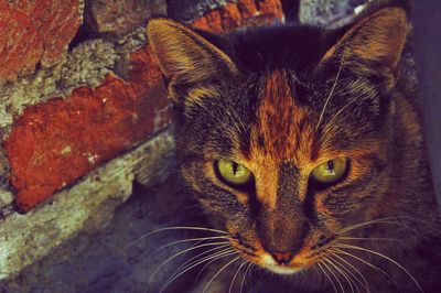 Close-up portrait of cat by brick wall