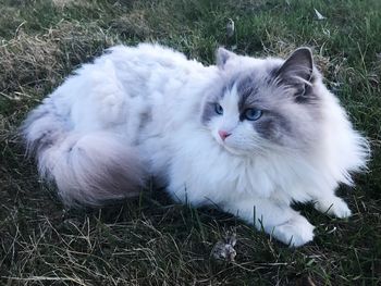 High angle view of cat on field