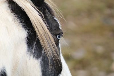 Close-up of a horse