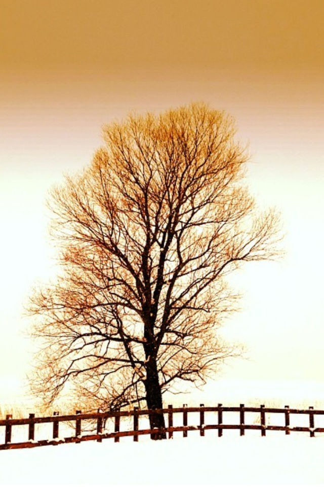 SILHOUETTE OF BARE TREES AGAINST SKY AT SUNSET