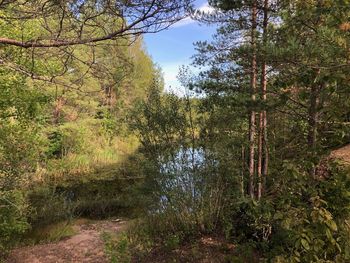 Scenic view of forest against sky