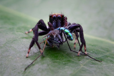 Close-up of fly