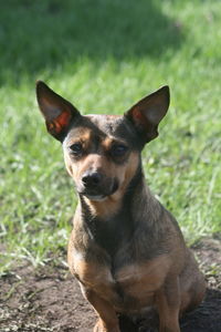 Close-up portrait of a dog on field