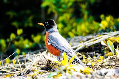 Close-up of bird perching on a field