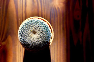 Directly above shot of barrel cactus on wooden table