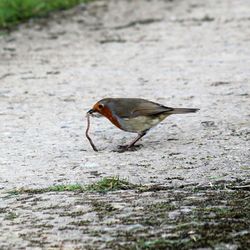 Close-up of robin with prey on field