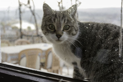 Close-up portrait of a cat