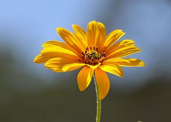Close-up of yellow flower