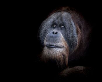 Close-up of monkey looking away against black background