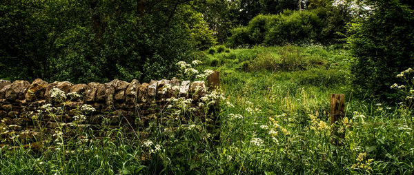 Plants growing on field