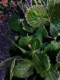 Close-up of leaves