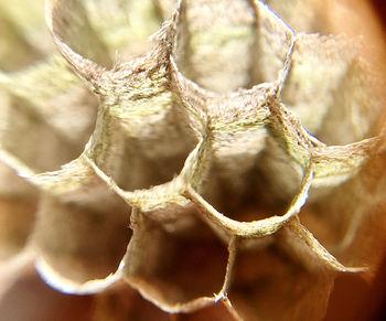 Close-up of dried plant