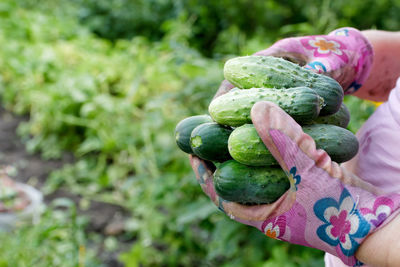 Close-up of vegetables