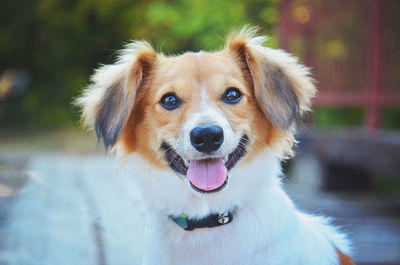 Portrait of dog sticking out tongue