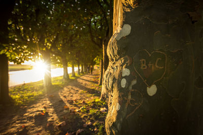 Close-up of tree trunk during sunset