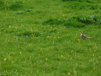 View of bird on grassy field