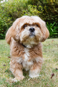 Portrait of puppy on grass