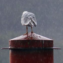 Close-up of bird perching on water