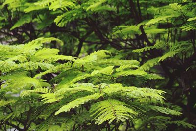 Close-up of green leaves in forest